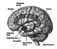 Sistema-limbico.JPG