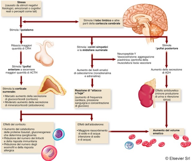 schema-completo-psicosomatica.JPG